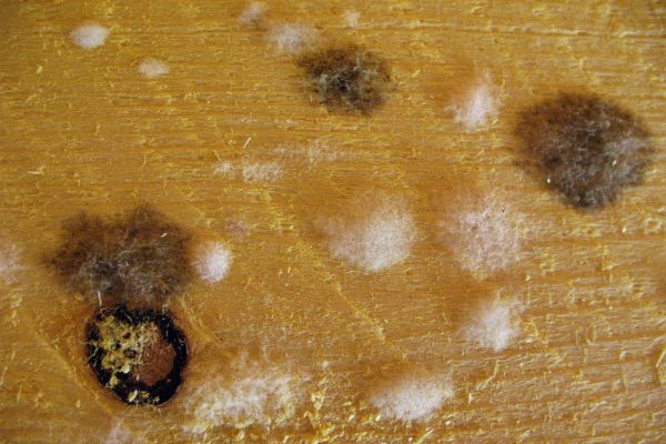 schimmel-auf-holz52fa2716-7ec6-252e-c9a6-71bd95b6c3bbA3412257-869F-C355-F962-26C169691E7C.jpg