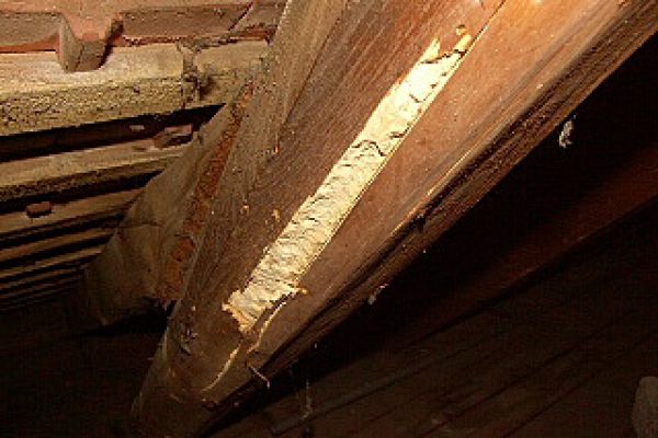 hausbock-frassspuren-2B6AF32C2-16DF-8831-72B8-E54E2045A9AD.jpg