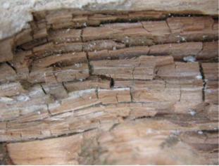 Brauner Kellerschwamm Holzschutz Bautenschutz Bautrocknung 
